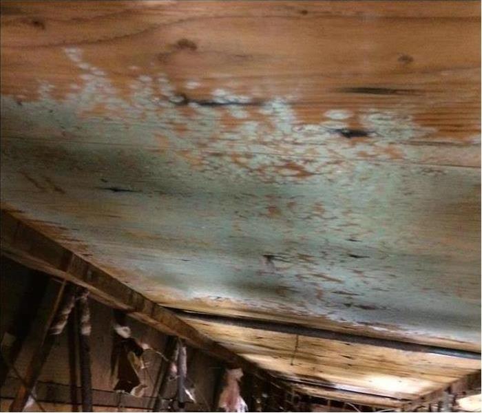 Brown wood ceiling with mold on it 
