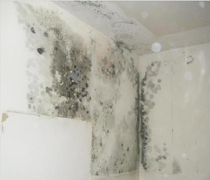 White walls with mold