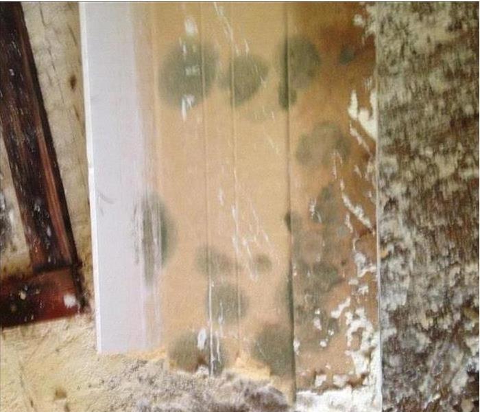 green mold on white and tan walls